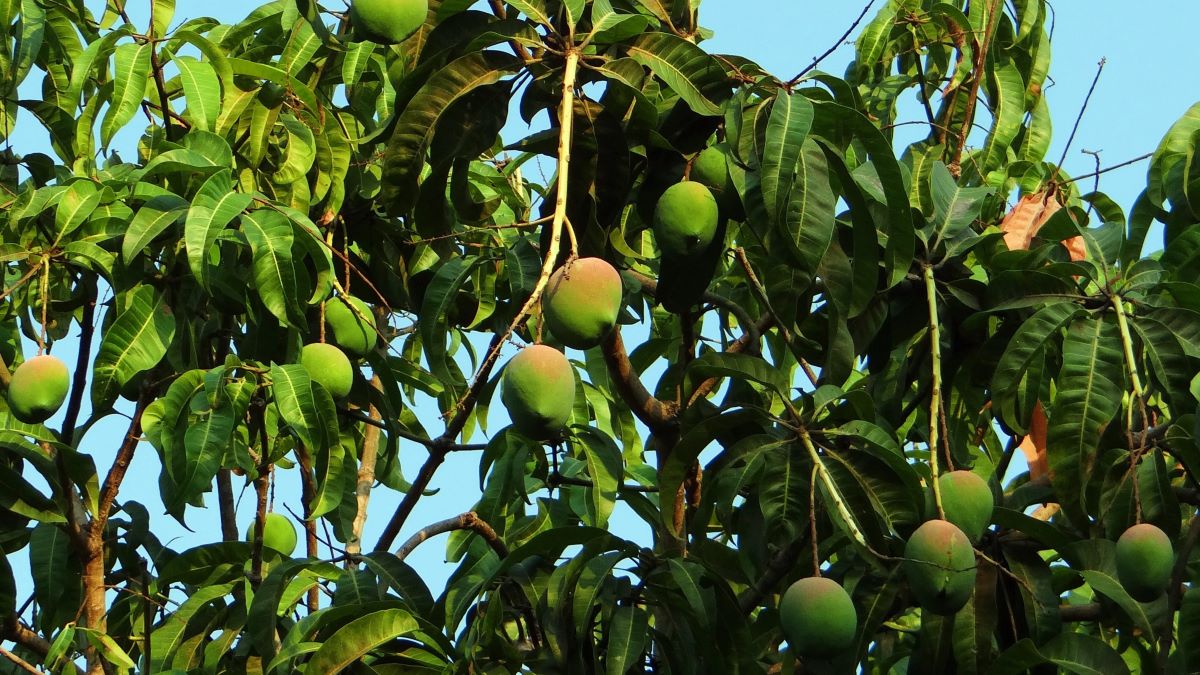 Packaging solutions to reduce postharvest losses in mango supply chains.jpg